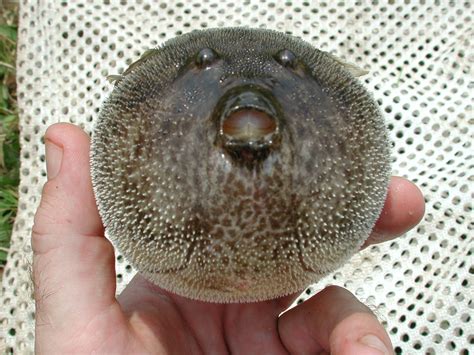 Freshwater pufferfish | Freshwater pufferfish, Tetraodon miu… | Flickr