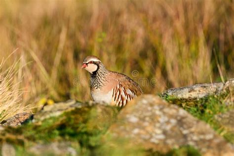 Wild Red-legged Partridge in Natural Habitat of Reeds and Grasses on Moorland in Yorkshire Stock ...