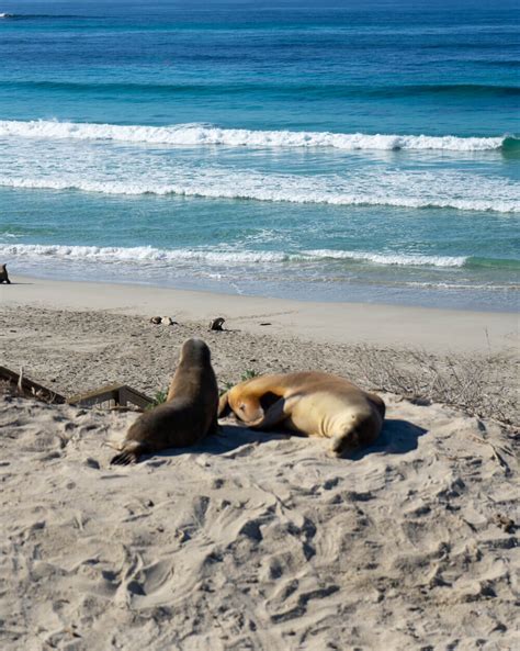 Seal Bay Conservation Park Kangaroo Island - highlands2hammocks