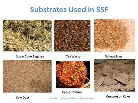 Solid State Fermentation (SSF)