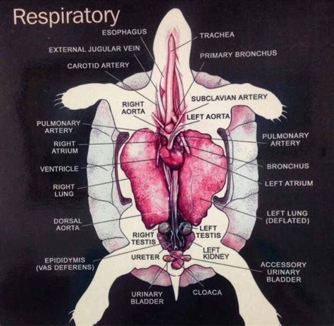 Pin by Federico Maldonado Rico on Info | Tortoise care, Animal science, Animal education