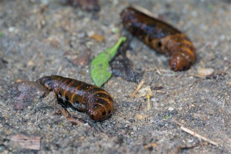 Moth larvae on soil stock image. Image of background - 63978657