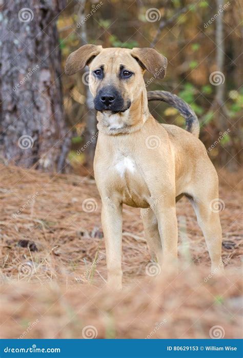 Shepherd Hound Mixed Breed Puppy Adoption Portrait Stock Image - Image of society, collar: 80629153