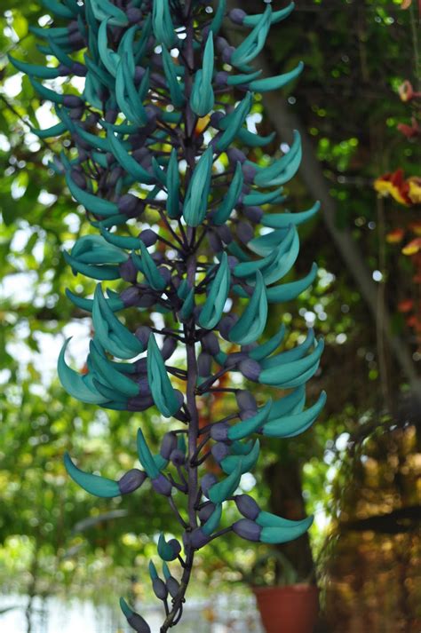 Flowers of Malaysia: Jade Vine