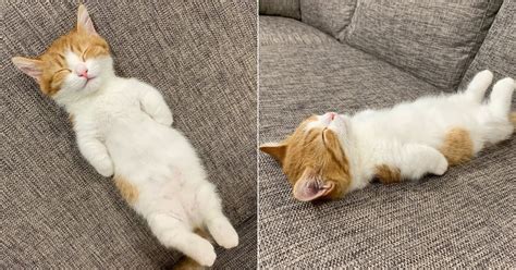 Cute Photos of Cat Who Sleeps on His Back | POPSUGAR Pets
