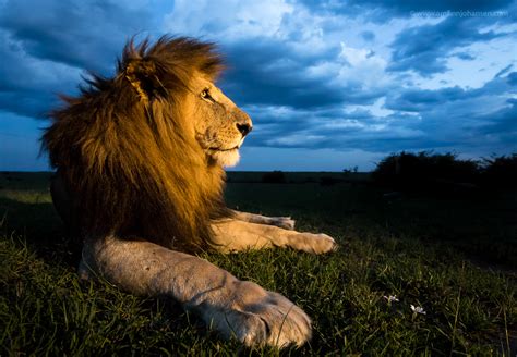 First Place in Nature’s Best Photography Africa 2017 – Arnfinn Johansen Wildlife Photography