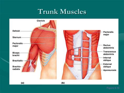 PPT - The Muscular System PowerPoint Presentation, free download - ID:172716