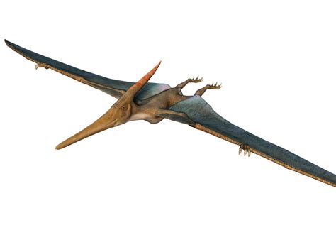 Pterosaurs Didn't Have Feathers | Feathered dinosaurs, Dinosaur, Feather