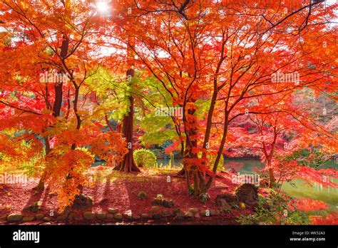 Autumn Trees In Forest Stock Photo - Alamy