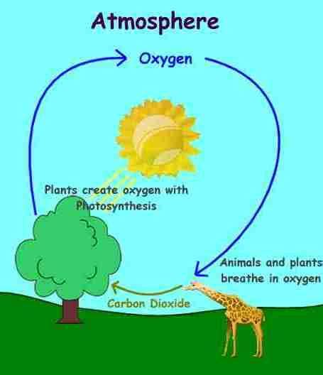 Wonderful Wednesdays Week 4 - Oxygen Cycle | Cycle 2 | Pinterest ...