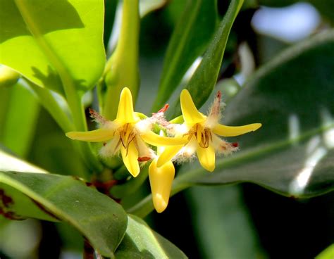 The Diary of The Botanic Gardens at Kona Kai: Summer Beauties