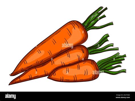 Realistic fresh carrot isolated on white background - Vector Stock ...