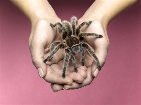 What to Know Before Buying a Pet Tarantula