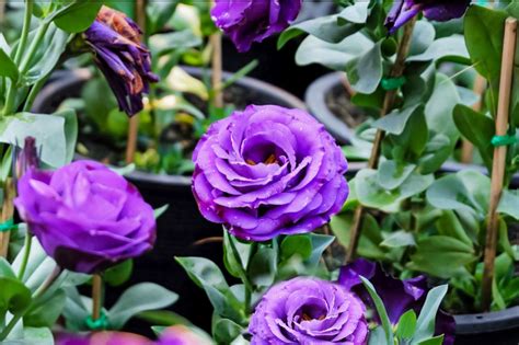 How to Grow and Care for Lisianthus (Prairie Gentian)