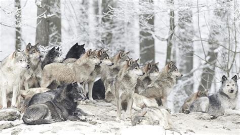 A wolf pack | Wolf pictures, Wolf, Wolf conservation center