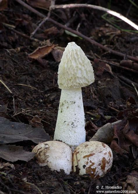 Common Stinkhorn phallus Impudicus Live Culture on Agar - Etsy Singapore