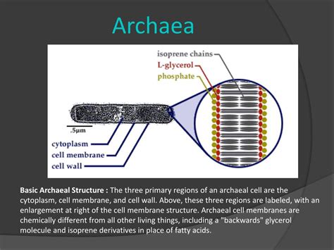 Archaea Cell Wall