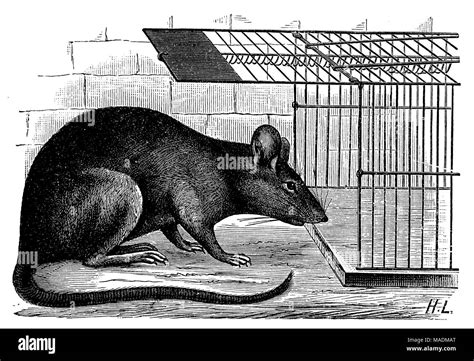 House rat on a rat trap Stock Photo - Alamy