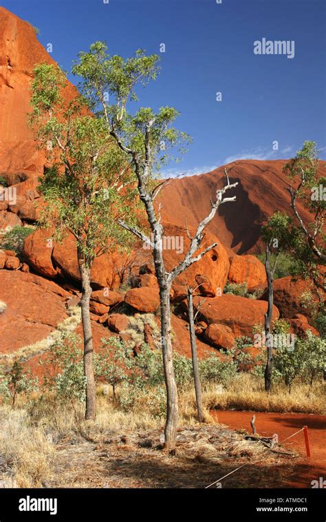 The circular hiking path around Ayers rock Uluru is bright red in early ...