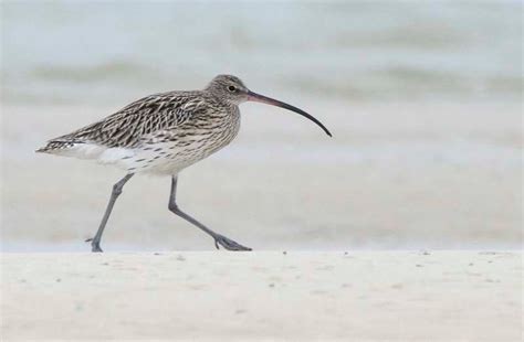 Eurasian Curlew