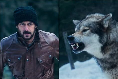 Tiger Salman Khan battles Arctic Wolves in the snow-capped forests in ...