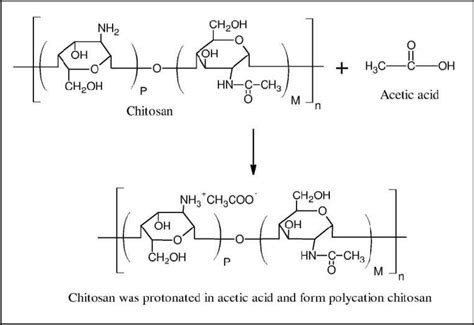 Schematic reaction between chitosan and acetic acid. | Download ...