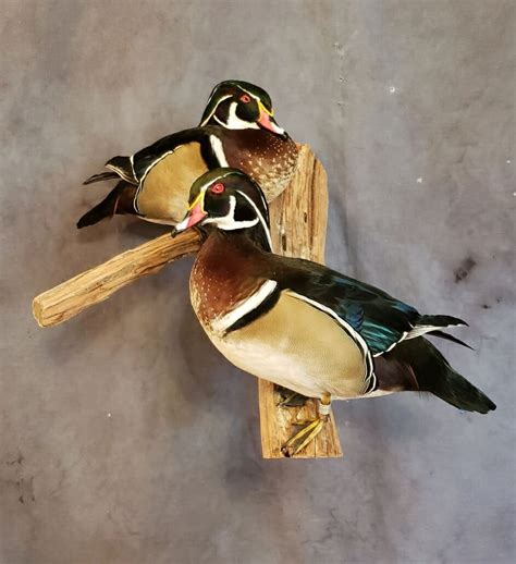 Wood Duck Mounts | Drake Wood Duck Mount | Texas Waterfowl Mounts