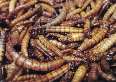 Farming Edible Insects (Hello, Zero-footprint Protein) - Milkwood ...