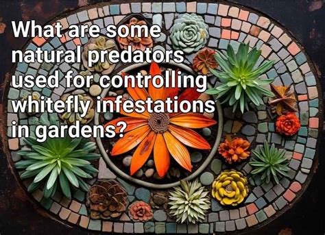 What are some natural predators used for controlling whitefly infestations in gardens ...