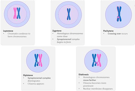 Prophase 1