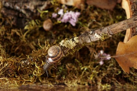 How to Make a Snail Habitat – Woodlark Blog – Woodlark Blog