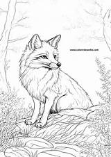 Fox Coloring Pages  94 Free PDF Printables sketch template