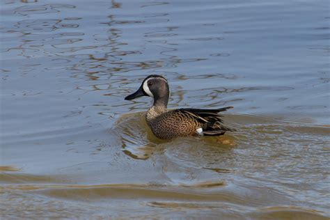 Blue-winged Teal male • PAUL ROEDDING PHOTOGRAPHY