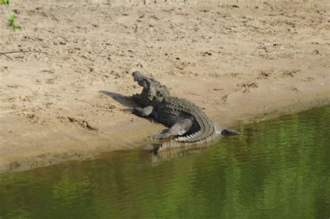 Udawalawe National Park Safari And Elephant Transit Home