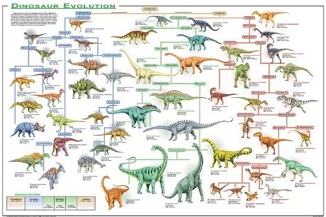 Dinosaur Evolution Poster: Dinosaur Classification Poster Aids Poster ...