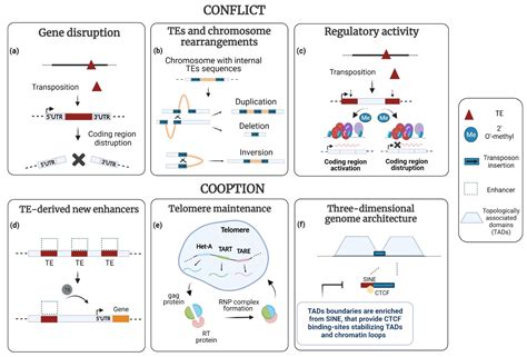 Cells | Free Full-Text | Transposable Elements: Major Players in Shaping Genomic and ...