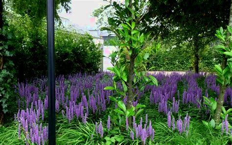 Buy Royal Purple Liriope Plants | FREE SHIPPING | Wilson Bros Gardens | 18-Pack of 3.5" Pots