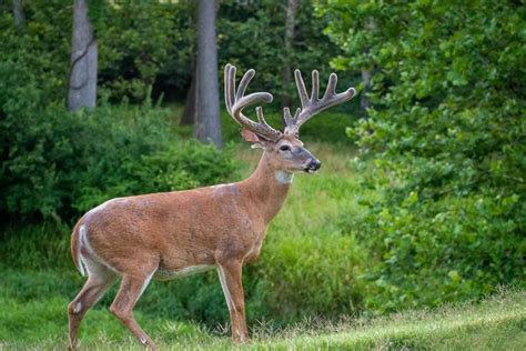 3 Best Deer Hunting States for Beginner Bowhunters - Wide Open Spaces