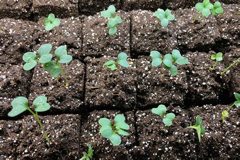 The Marvelous Journey of Broccoli: Exploring its Growth Phases - Ames Farm Center