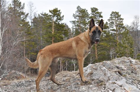 We walk Malinois twice a day. At the same time, the dog repeats ...