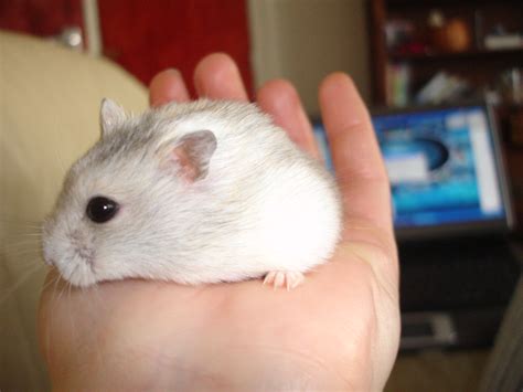 Dwarf Russian Hamster Winter White | cdrussorusso | Flickr