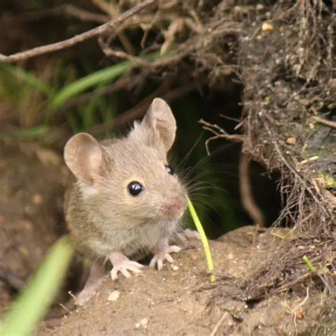 Wood Mouse - Facts, Diet, Habitat & Pictures on Animalia.bio