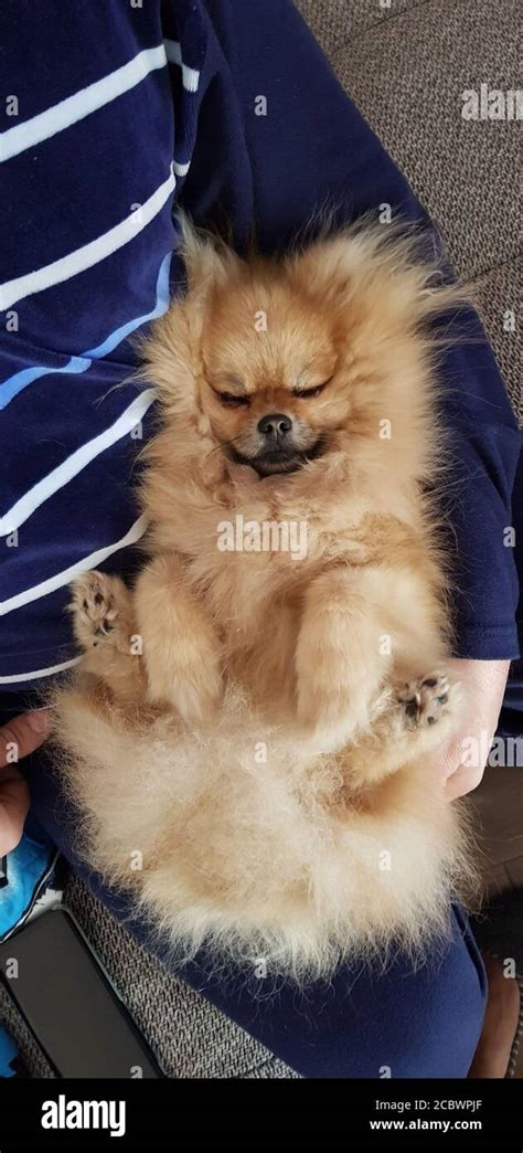 Pomeranian sleeping paws up hi-res stock photography and images - Alamy