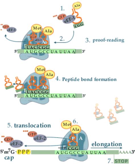 Protein Production: A Simple Summary of Transcription and Translation - Owlcation