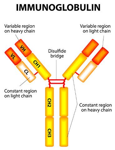 What Are Isotype Controls And Why Are They Important | Leinco