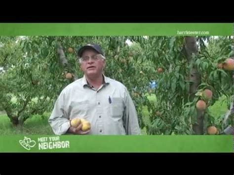 Meet Your Neighbor...McLeod Farms South Carolina Peaches - YouTube