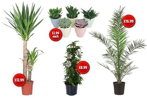 Lidl launches range of house plants and prices start from just £3 | The Scottish Sun