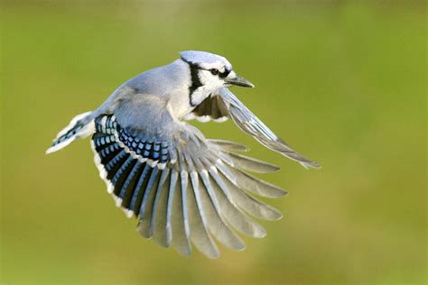 Blue Jay Bird Flying