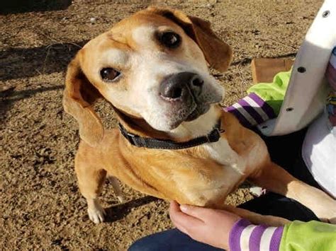 Santa Clara County Animal Shelter Receives High Marks | Gilroy, CA Patch