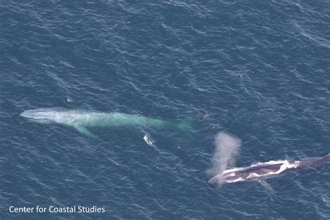 CCS Aerial Survey Sights Blue Whale Off Truro, MA | Center for Coastal Studies